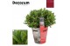 Laurus nobilis Laurus nobilis Bol zonder stam Cozy 5000 gram 40 cm dia 