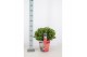 Laurus nobilis Laurus nobilis Bol zonder stam Cozy 5000 gram 40 cm dia 