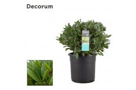 Laurus nobilis Laurus nobilis Bol zonder stam 5000 gram 45 cm diameter