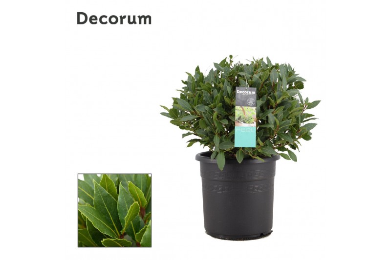 Laurus nobilis Laurus nobilis Bol zonder stam 5000 gram 45 cm diameter 