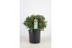 Laurus nobilis Laurus nobilis Bol zonder stam 5000 gram 45 cm diameter 