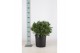 Laurus nobilis Laurus nobilis Bol zonder stam 5000 gram 45 cm diameter 