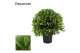 Laurus nobilis Laurus nobilis Bol zonder stam 999 110 cm cm diameter 