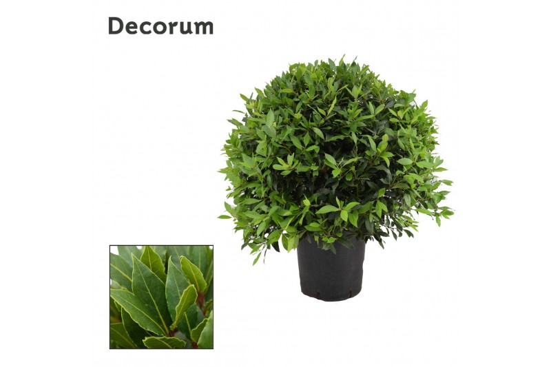 Laurus nobilis Laurus nobilis Bol zonder stam 999 110 cm cm diameter 