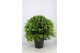 Laurus nobilis Laurus nobilis Bol zonder stam 999 110 cm cm diameter 