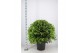 Laurus nobilis Laurus nobilis Bol zonder stam 999 110 cm cm diameter 