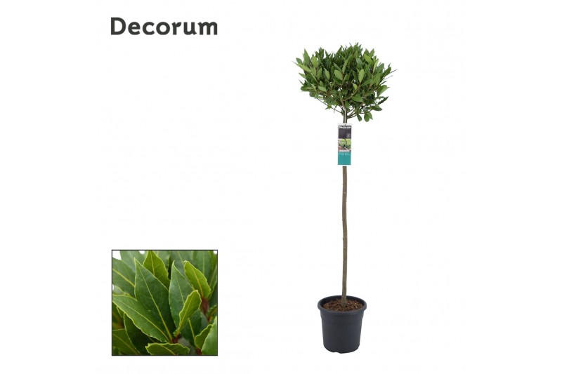Laurus nobilis Laurus nobilis Bol op stam 35 cm diameter 