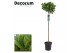 Laurus nobilis Laurus nobilis Bol op stam 35 cm diameter 