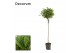 Laurus nobilis Laurus nobilis Bol op stam 50 cm diameter 