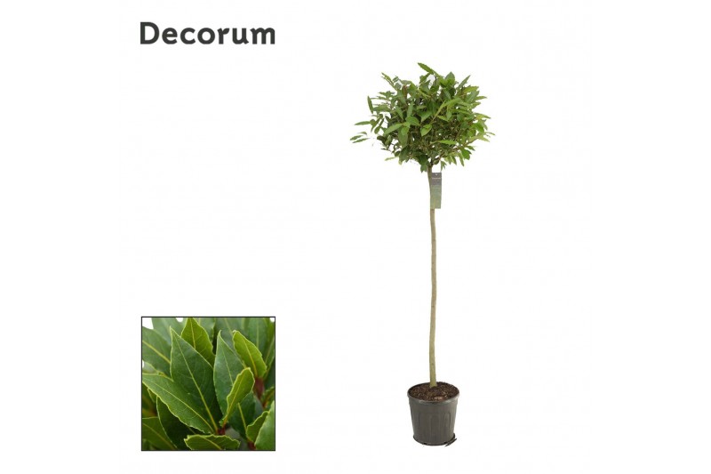 Laurus nobilis Laurus nobilis Bol op stam 50 cm diameter Laurus nobilis Laurus nobilis Bol op stam 50 cm diameter