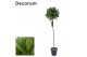 Laurus nobilis Laurus nobilis Bol op stam 95 cm cm stam 35 cm diameter 