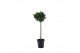 Laurus nobilis Laurus nobilis Bol op stam 25 cm diameter 5000 gram 50  