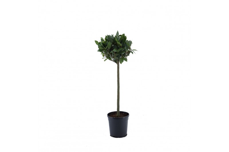 Laurus nobilis Laurus nobilis Bol op stam 25 cm diameter 5000 gram 50  