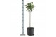 Laurus nobilis Laurus nobilis Bol op stam 25 cm diameter 5000 gram 50  
