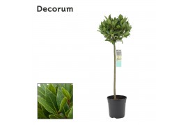 Laurus nobilis Bol op stam 25 cm diameter