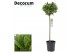 Laurus nobilis Bol op stam 25 cm diameter 