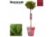 Laurus nobilis Laurus nobilis Bol op stam Cozy 25 cm diameter 5000 gra 