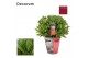 Laurus nobilis Laurus nobilis Bol zonder stam Cozy 5000 gram 45 cm dia 