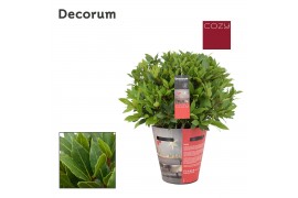 Laurus nobilis Laurus nobilis Bol zonder stam Cozy 5000 gram 45 cm dia