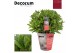 Laurus nobilis Laurus nobilis Bol zonder stam Cozy 5000 gram 45 cm dia 