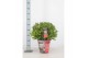 Laurus nobilis Laurus nobilis Bol zonder stam Cozy 5000 gram 45 cm dia 