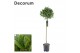 Laurus nobilis Laurus nobilis Bol op stam 5000 gram 30 cm diameter 60  
