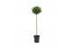 Laurus nobilis Laurus nobilis Bol op stam 25 cm diameter 5000 gram 