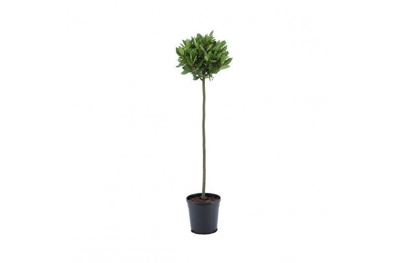 Laurus nobilis Laurus nobilis Bol op stam 25 cm diameter 5000 gram 