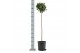 Laurus nobilis Laurus nobilis Bol op stam 25 cm diameter 5000 gram 