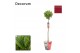Laurus nobilis Laurus nobilis Bol op stam Cozy 25 cm diameter 5000 gra 