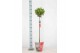 Laurus nobilis Laurus nobilis Bol op stam Cozy 25 cm diameter 5000 gra 