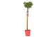 Laurus nobilis Laurus nobilis Bol op stam 