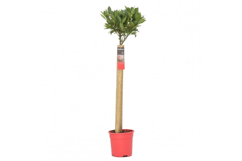 Laurus nobilis Laurus nobilis Bol op stam 