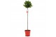 Laurus nobilis Laurus nobilis Bol op stam 25 cm diameter 5000 gram 