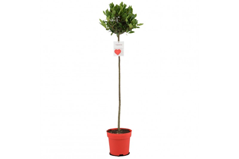 Laurus nobilis Laurus nobilis Bol op stam 25 cm diameter 5000 gram 