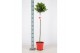 Laurus nobilis Laurus nobilis Bol op stam 25 cm diameter 5000 gram 