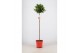 Laurus nobilis Laurus nobilis Bol op stam 25 cm diameter 5000 gram 