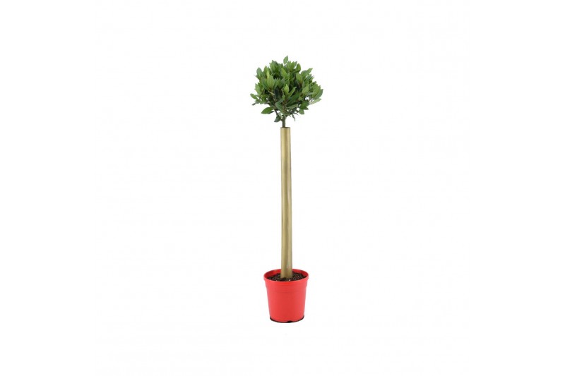 Laurus nobilis Laurus nobilis Bol op stam 25 cm diameter 5000 gram 