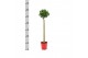 Laurus nobilis Laurus nobilis Bol op stam 25 cm diameter 5000 gram 