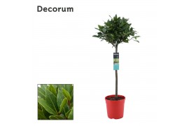 Laurus nobilis Laurus nobilis Bol op stam 5000 gram 30 cm diameter 50 