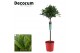 Laurus nobilis Laurus nobilis Bol op stam 5000 gram 30 cm diameter 50  