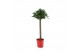 Laurus nobilis Laurus nobilis Bol op stam 5000 gram 30 cm diameter 50  
