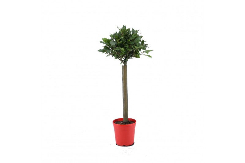 Laurus nobilis Laurus nobilis Bol op stam 5000 gram 30 cm diameter 50  