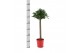 Laurus nobilis Laurus nobilis Bol op stam 5000 gram 30 cm diameter 50  