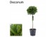 Laurus nobilis Laurus nobilis Bol op stam 35 cm diameter 70 cm cm stam 