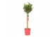 Laurus nobilis Laurus nobilis Bol op stam 25 cm diameter 5000 gram 50  