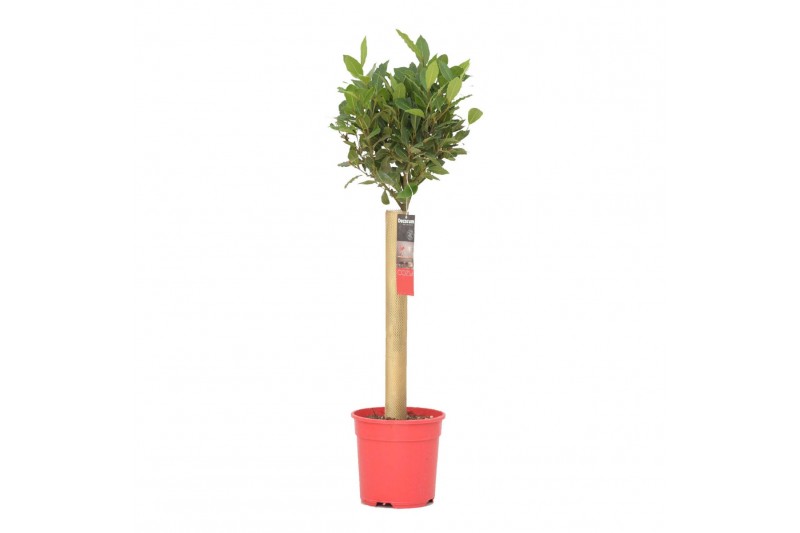 Laurus nobilis Laurus nobilis Bol op stam 25 cm diameter 5000 gram 50  