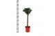 Laurus nobilis Laurus nobilis Bol op stam 25 cm diameter 5000 gram 50  