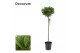 Laurus nobilis Laurus nobilis Bol op stam 25 cm diameter 5000 gram 