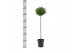 Laurus nobilis Laurus nobilis Bol op stam 25 cm diameter 5000 gram 